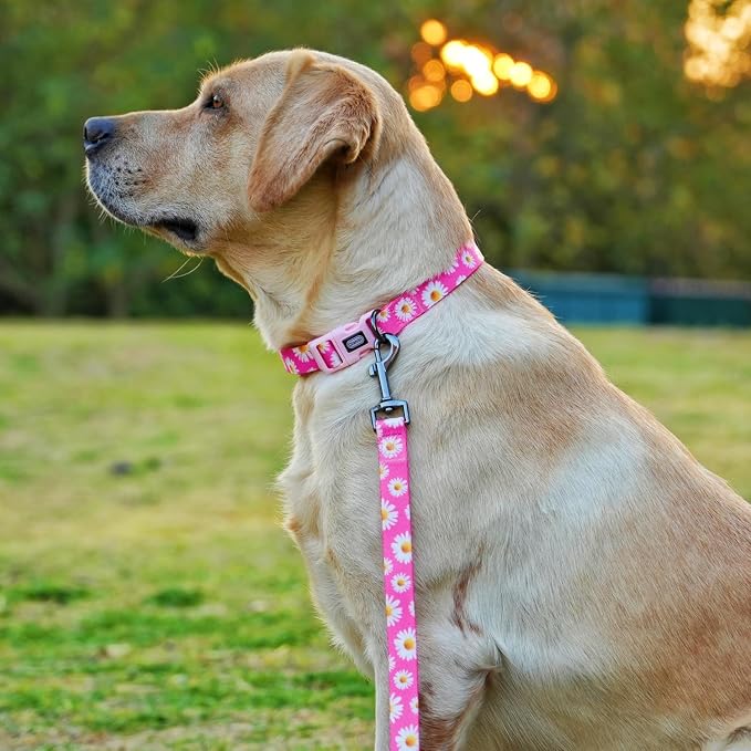 Dog Collar and Leash Set, Cute Pink Daisy Pattern, Polyester Material, 5ft Leash, for Large Dogs.(L, Daisy Set)