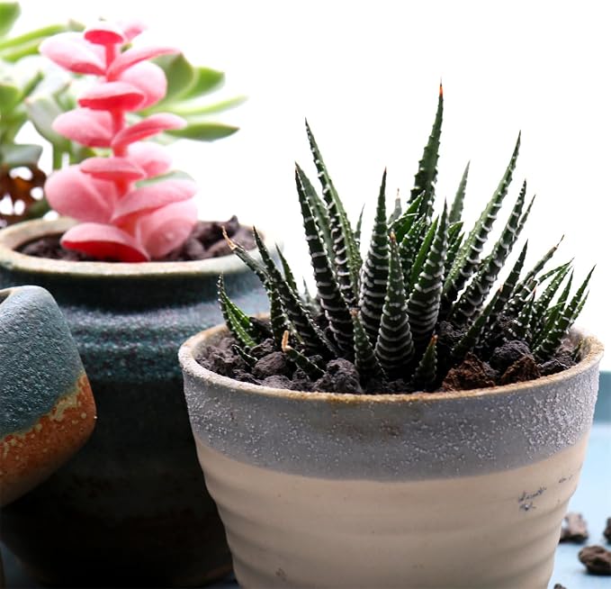 Black Lava Horticultural Lava Rocks for Plants, 1/5 Inch, 2 lbs
