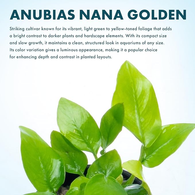 Anubias Live Aquarium Plants - Potted Freshwater Plant for Fish Tanks, Terrariums - Beginner Friendly Low Light (Nana Golden, 1 Pot)