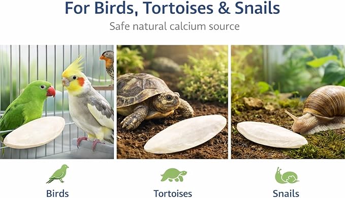 Birds LOVE 7.5-8" Cuttlebone for Birds – 100% Natural Sun-Dried Calcium Carbonate Mineral Supplement – for Parakeets, Budgies, Cockatiels, Finches & Canaries – 1 Pack with Holder – Made in Vietnam