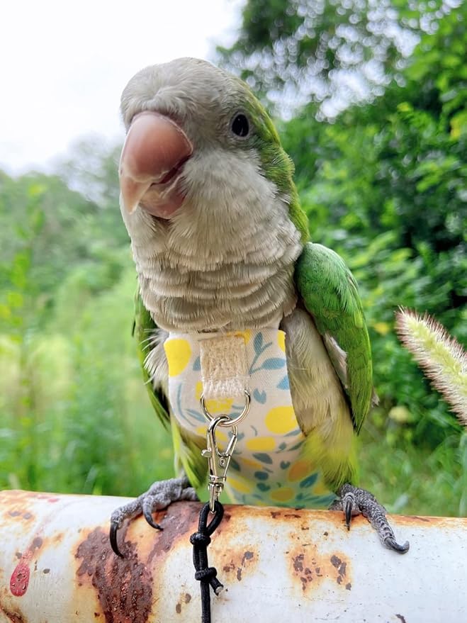 Bird Diaper Harness Flight Suit Clothes, Parrot Flight Suit with Leash, Bird Flying Clothes with Rope and Handle for Outdoor Activities Training (Yellow Without Leash,Medium)