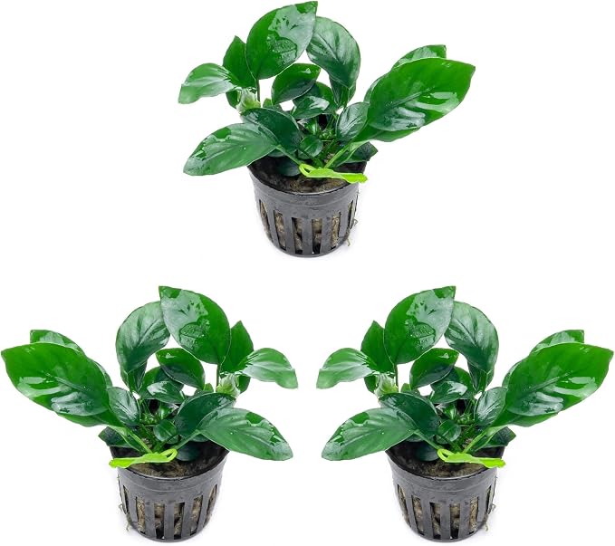 Anubias Live Aquarium Plants - Potted Freshwater Plant for Fish Tanks, Terrariums - Beginner Friendly Low Light (Barteri, 3 Pots)