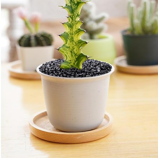 Pulovin 10 lbs Black Pebbles for Indoor Plants, Succulent, Bamboo, Vase, 3/8" Plant Rocks for Pots Indoor, Small River Rocks Decorative Pea Gravel, Highly Polished
