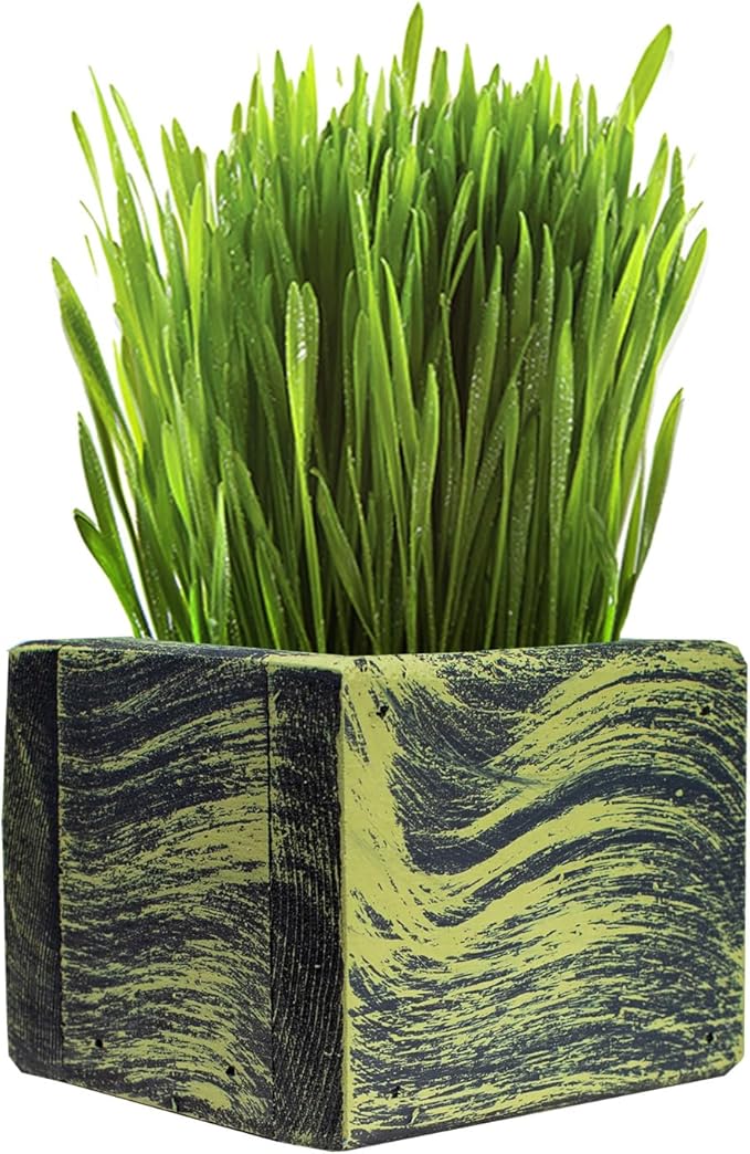 Cat Grass for Indoor Cats - Best Value Organic Cat Grass Starter kit, USA Made Cedar Planter, Organic Wheatgrass Seed and Soil in a Gift Box (Mossy Green)