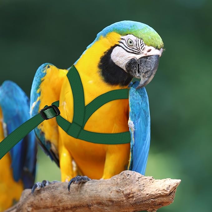 2 pcs Pet Parrot Bird Harness and Leash, Adjustable Training Design Anti-Bite, Outdoor Flying Training Rope Kit for Bird Parrots Fits Birds Chest Between46-76cm /18.11-29.92inch - XL (Green)