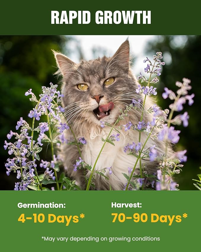 Cat Grass & Catnip Seeds Kit - Fast Growing Indoor Cat Grass (3-7 Days),Wheat Oat Barley Pet Grass for Hairball Control & Digestive Health