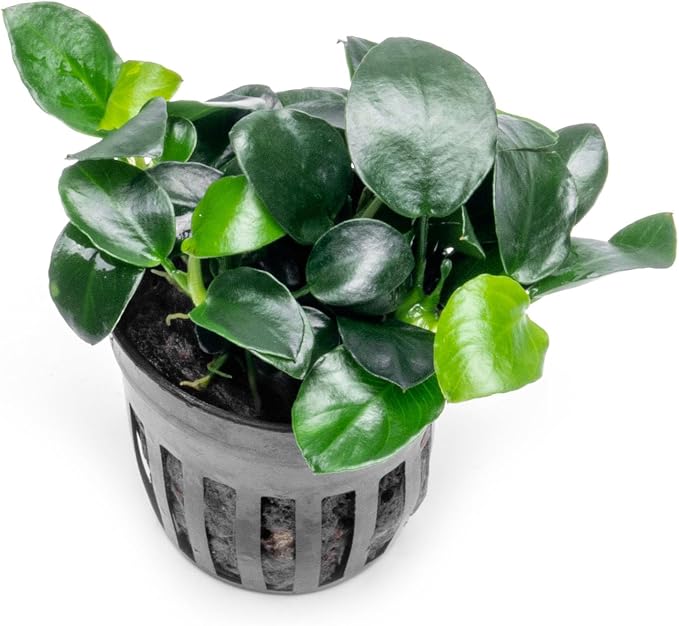 Anubias Live Aquarium Plants - Potted Freshwater Plant for Fish Tanks, Terrariums - Beginner Friendly Low Light (Barteri Petite Round, 1 Pot)