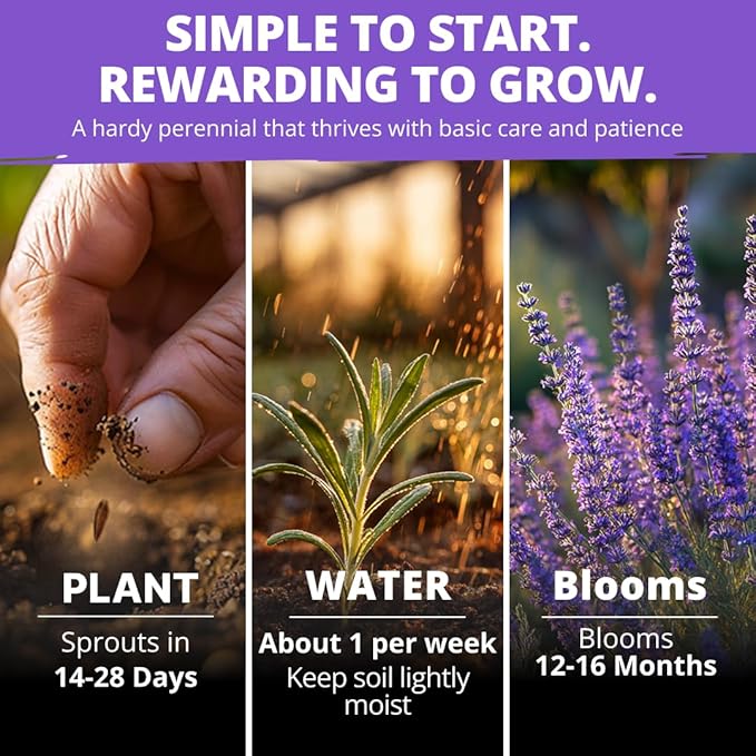 HOME GROWN Non GMO English Lavender Seeds 1,500+ Wildflower Seed for Planting Indoor/Outdoor, High Germination, Plant Flower Seeds (Lavandula antustifolia)