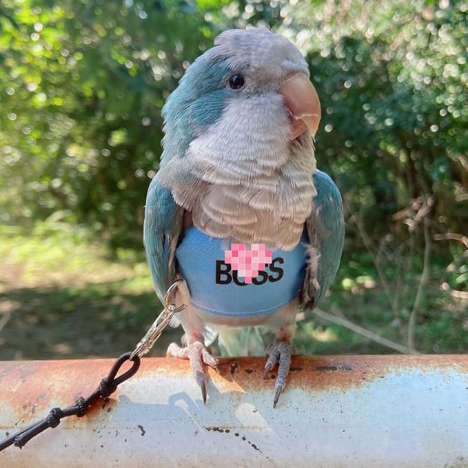Bird Flight Harness Vest, Parrot Flight Suit with Leash, Bird Flying Clothes with Rope and Handle for Outdoor Activities (S)