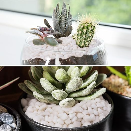 Pulovin 5 lbs White Pebbles for Vases, 3/8" Small Plant Rocks for Pots Indoor, Decorative Pea Gravel for Succulents, Bamboo, Terrarium, Landscape, Garden