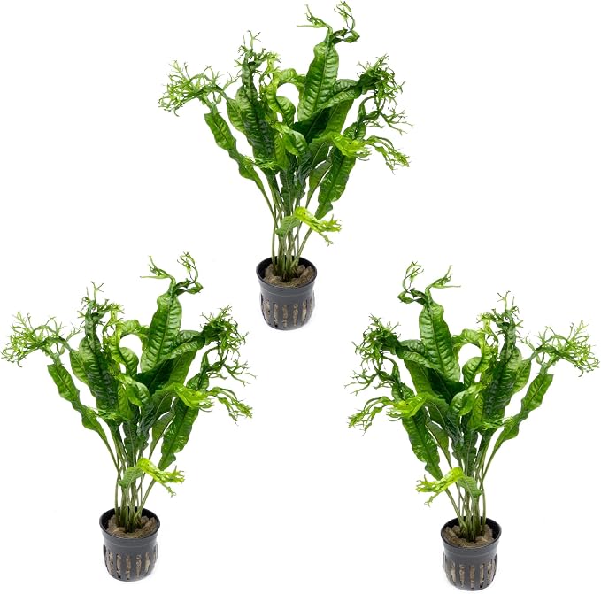 Java Fern Live Aquarium Plants - Potted Freshwater Plant for Fish Tanks - Beginner Friendly, Low Light (Windelov, 3 Pots)