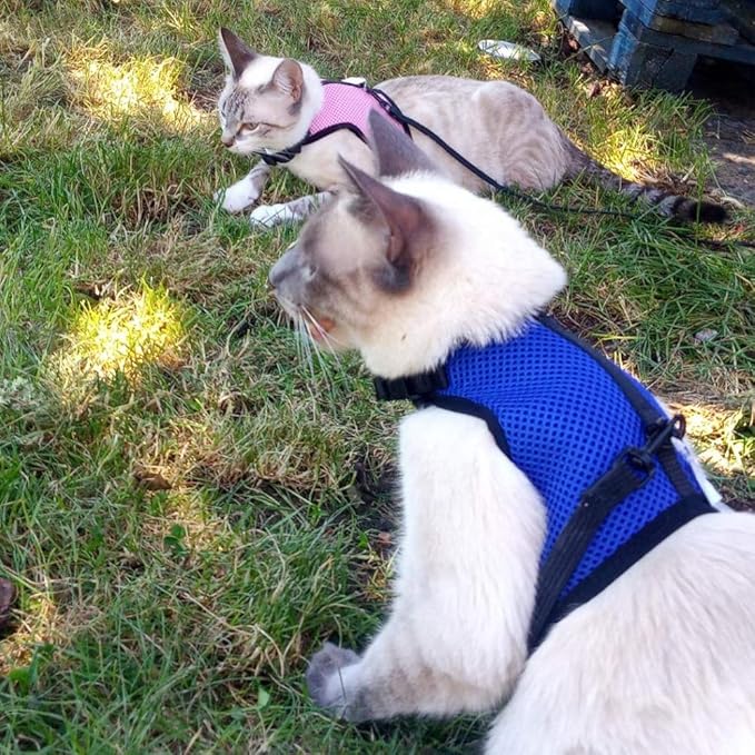 PETTOM Bunny Rabbit Harness with Stretchy Leash Cute Adjustable Buckle Breathable Mesh Vest for Kitten Small Pets Walking (Blue,S)