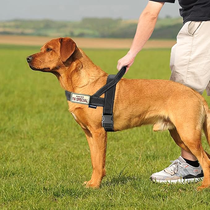 Annchwool No Pull Dog Harness with Padded Handle+5 Ft Leash,Reflective Strip Escape Proof and Quick Fit to Adjust Dog Harness,Easy for Training Walking for Small & Medium and Large Dogs(Black-Set,XL)