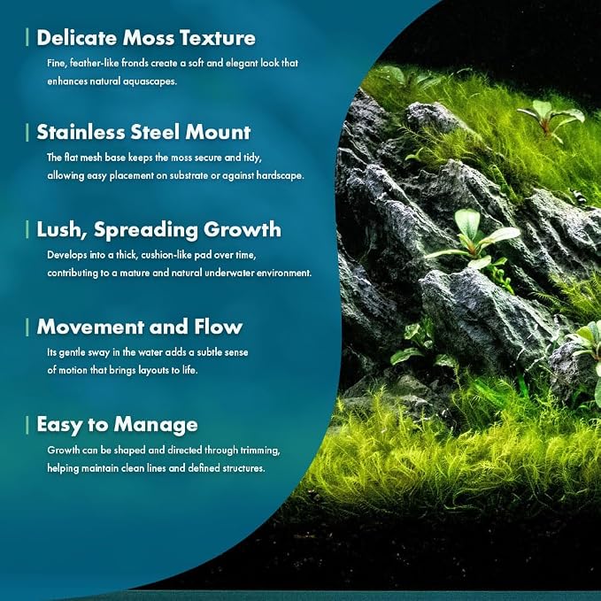 Live Aquarium Plants on Driftwood, Lava Rock, Moss, Fiber Mat - Freshwater Fish Tanks - Easy, Beginner Friendly (Fissidens Fontanus on Stainless Steel, (3 Pack))