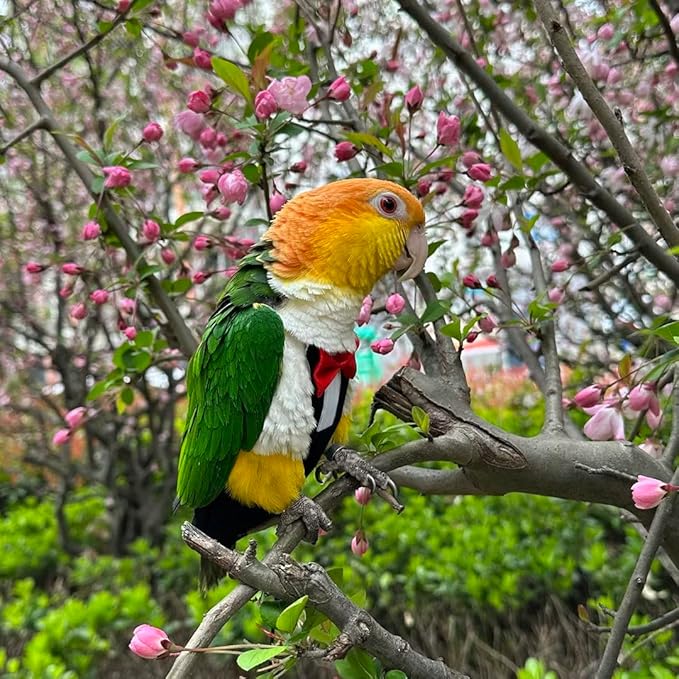 Bird Harness Leather Set Tuxedo Flight Suits with Nappy Diapers Waterproof Inner Layer Urine Wet for Parrot Cockatiel Conure Parakeet Macaw Budgie (XXL)