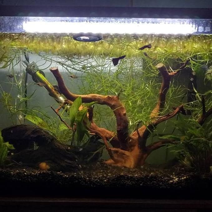 AWXZOM Natural Large Spider Wood Driftwood for Aquarium, Terrarium, Vivarium, and Reptile, Aquarium Décor, Reptile Tank, Aquarium décor Wood Aquascaping Wood for Reptile Enclosure (9-14inch)