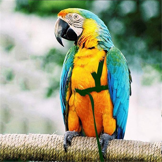 Pet Parrot Bird Harness and Leash, Adjustable Training Design Anti-Bite, Bird Nylon Rope with Cute Wing for Parrots, Suitable for Scarlet, Keck, Mini Macaw and Same Size Birds (01)