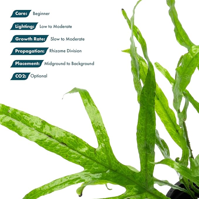 Java Fern Live Aquarium Plants - Potted Freshwater Plant for Fish Tanks - Beginner Friendly, Low Light (Trident, 5 Pots)