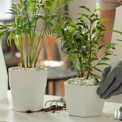 GASPRO 10 Pound Pebbles for Indoor Plants, 3/8 Inch Decorative Pebbles for Bamboo, Vase, Succulents, Garden, Landscaping, Highly Polished and Smooth Surface, Jade