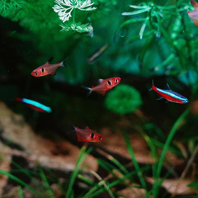 Slim Clip-On Aquarium Light 360° Adjustable LED Fish Tank Light for 1-5 Gallon Tanks, Enhances Fish Colors and Supports Low-Light Plants