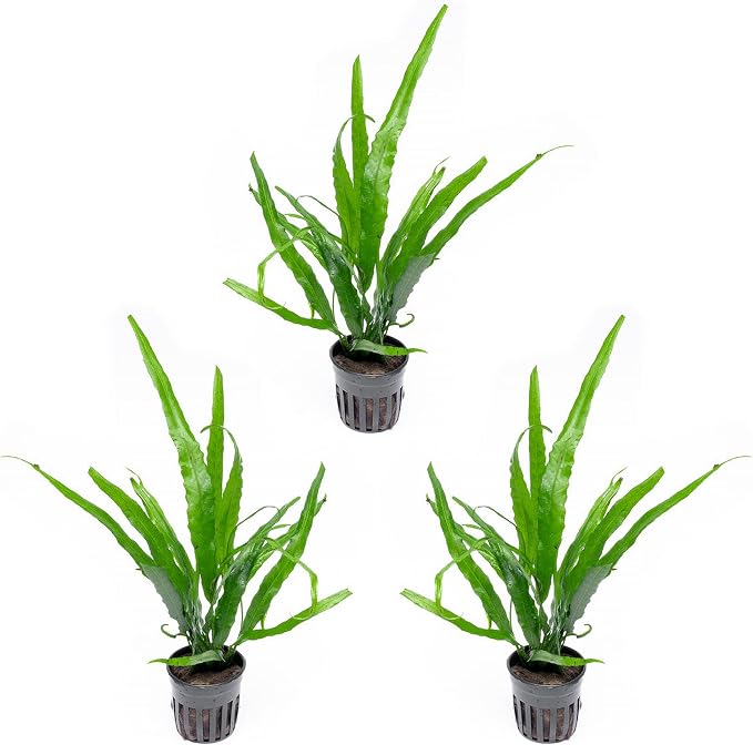 Java Fern Live Aquarium Plants - Potted Freshwater Plant for Fish Tanks - Beginner Friendly, Low Light (Needle Leaf, 3 Pots)
