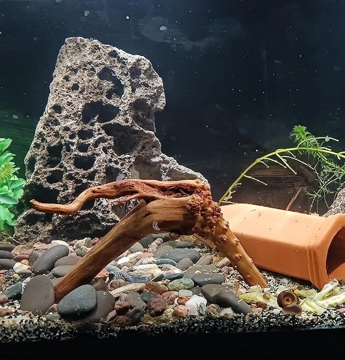 YZHZOM 8pcs Natural Small Spiderwood Driftwood for Aquarium Decor Aquarium Driftwood Freshwater Reptile Driftwood Aquarium spiderwood (spiderwood 5-6inch 8pcs)