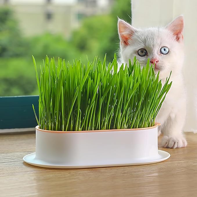 Cabilock Hydroponic Cat Grass Planter Set with Large Water Reservoir Soilless Growing Box for Indoor Home Cultivation Lightweight Nursery Kitten Plant Pots 7.44X4.84X1.77 Inch