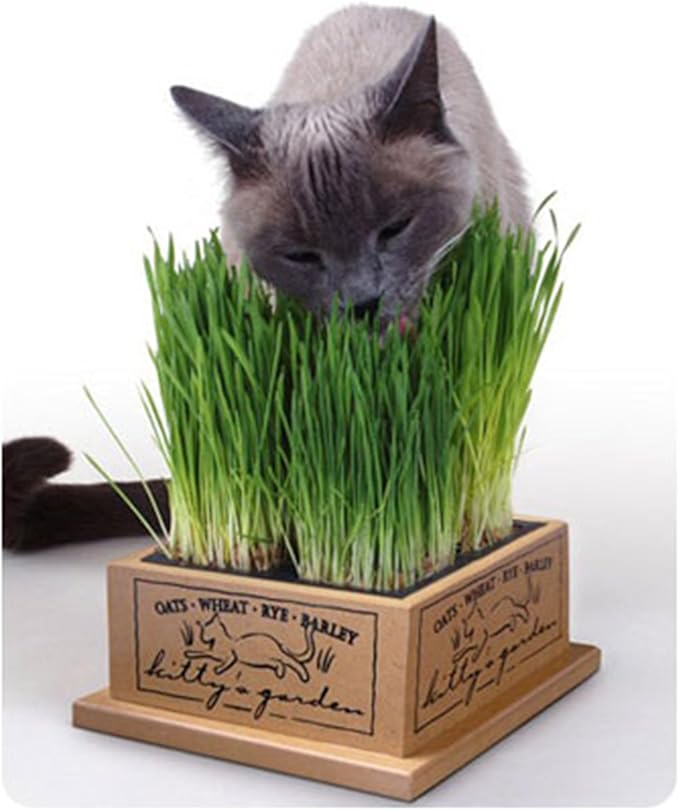 SmartCat 3844 Kitty’s Garden Edible Grass Planter