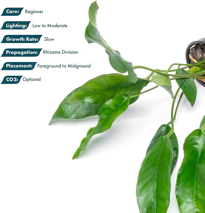 Anubias Live Aquarium Plants - Potted Freshwater Plant for Fish Tanks, Terrariums - Beginner Friendly Low Light (Short and Sharp, 1 Pot)