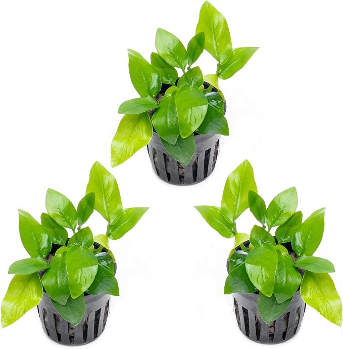 Anubias Live Aquarium Plants - Potted Freshwater Plant for Fish Tanks, Terrariums - Beginner Friendly Low Light (Nana Golden, 3 Pots)