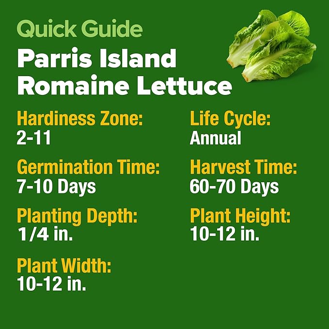 HOME GROWN Parris Island Romaine Lettuce Seeds 7000+ Bulk Pack Heirloom Non-GMO, High Germination, Crisp Cos Lettuce for Planting, Indoor Outdoor Hydroponic Garden, Slow to Bolt (Lactuca Sativa)