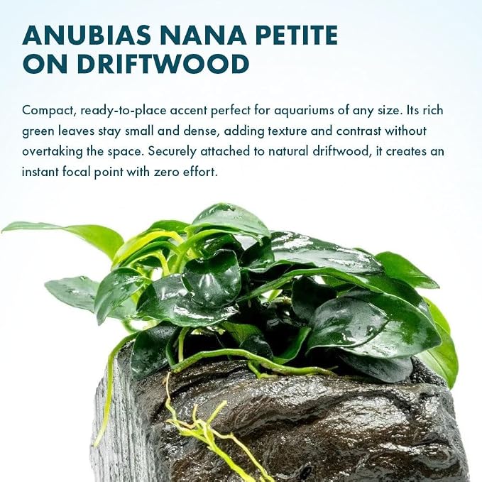 Live Planted Decor - Anubias Nana Petite (Anubias barteri VAR. Nana 'Petite') on Nano Driftwood - Low to Moderate Light, Deep Green Rounded Leaves, Foreground Tank Placement - 5 Pack