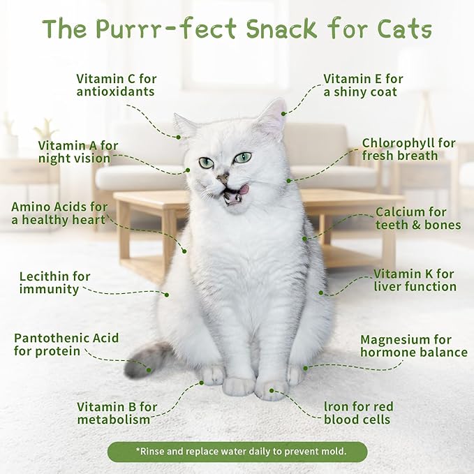 Cat Grass for Indoor Cats with 5 Pack Non GMO Wheat Seeds, Organic Grass Growing Kit, Soil-Free Planter, Perfect for Beginners, Cat Friendly Plants, Ideal Birthday Gift for Cat Lovers