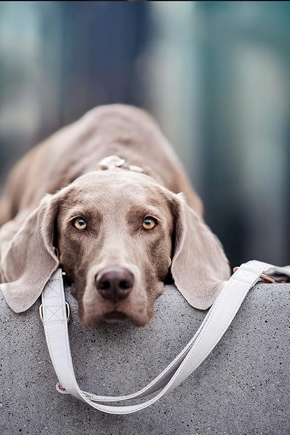 Soft Leather Dog Collar and Leash (6.6') Set - Stylish Rose Gold Heavy Duty Metal Buckle, 4 Adjustable Lengths Leash for Small Medium Large Dogs - Comfortable & Easy to Clean White L(15.4"-24.8")