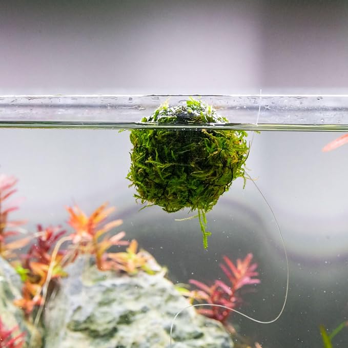 Live Planted Decor - Christmas Moss Ball - Deep Green Freshwater Aquatic Plant, Low Light Aquarium Hardscape Accent for Aquascaping, Moderate Growth Rate - 1 Pack