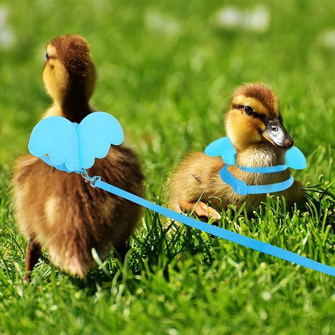 KAMA BRIDAL Duck Walking Harness and Leash Chicken Duck Outdoor Training Rope Adjustable Rope for Pet Poultry Hen Cock (S, Blue)
