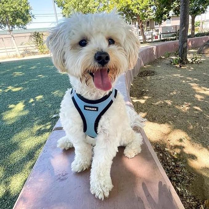 Best Pet Supplies Voyager Step-in Air All Weather Mesh Harness and Reflective Dog 5ft Leash Combo with Neoprene Handle, for Small, Medium and Large Breed Puppies - Baby Blue/Black Trim, Small