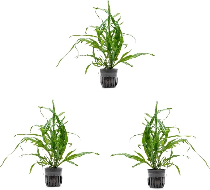 Java Fern Live Aquarium Plants - Potted Freshwater Plant for Fish Tanks - Beginner Friendly, Low Light (Trident, 3 Pots)