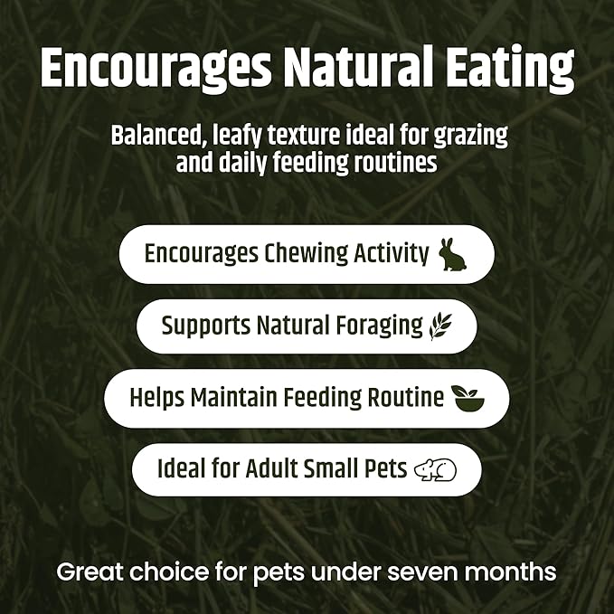 High Desert 2nd Cutting Timothy Hay for Rabbits, Guinea Pigs, Chinchillas and Small Pets, Soft Leafy for Daily Feeding and Digestive Health, Natural Rabbit Food and Guinea Pig Hay for Hay, 14 Oz Box