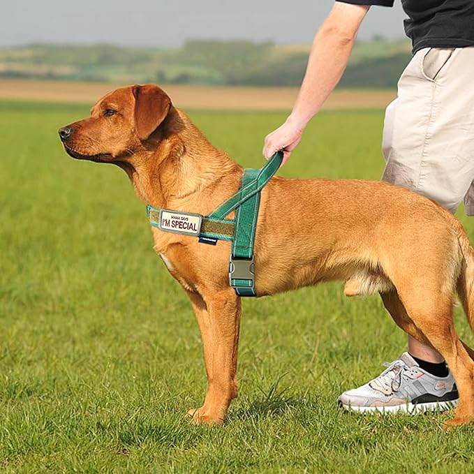 Annchwool No Pull Dog Harness with Soft Padded Handle,Reflective Strip Escape Proof and Quick Fit to Adjust Dog Harness,Easy for Training Walking for Small & Medium and Large Dogs(Green,M)