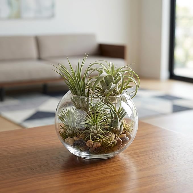 WGV Bowl Glass Vase, Diameter 5.1", Height 3.75", Open Width 3", (Multiple Sizes Choices) Clear Bubble Planter Terrarium Fish Bowl for Wedding Event Home Decor, 24 Pieces (VBW0005)
