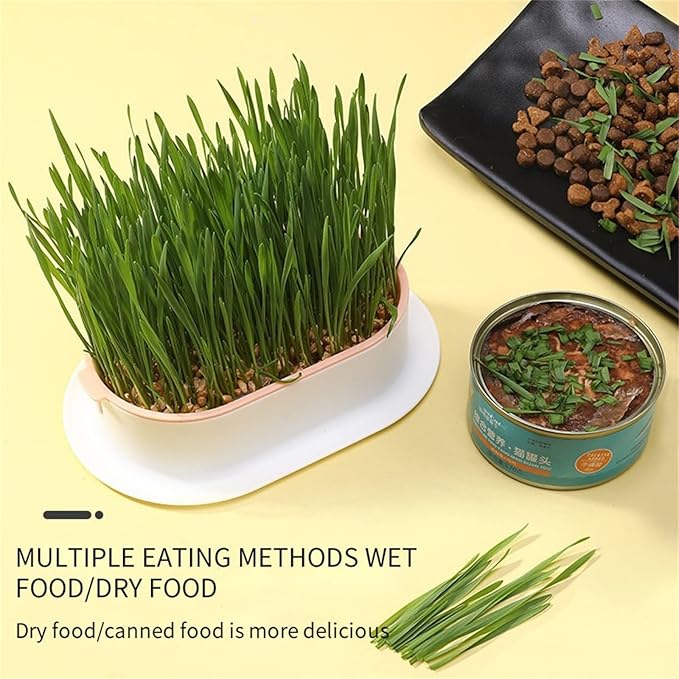 Cat Grass Planter, cat Grass kit, cat Grass Growing kit, Easy to Plant, Nursery Plants, Suitable for Indoor (E)