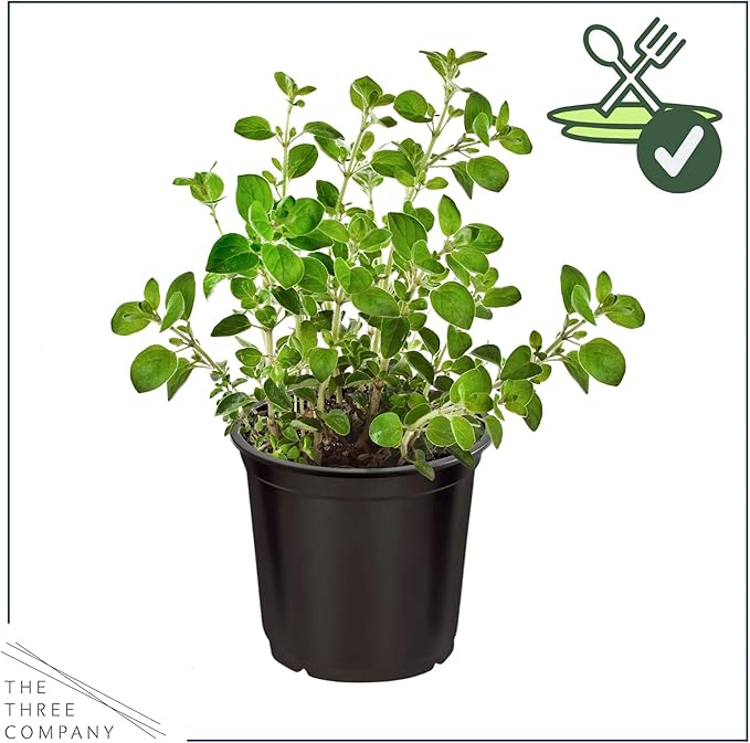 Live Aromatic and Edible Herb - Oregano (4 Per Pack), Loaded with Antioxidants, 8" Tall by 4" Wide in 1 Pint Pot