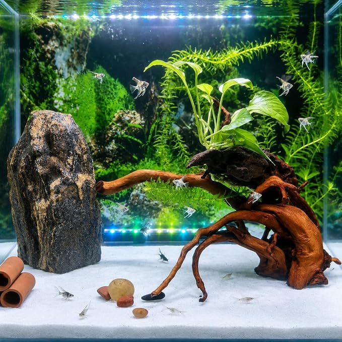 emours Spider Wood for Aquarium, Natural Driftwood for Fish Tank Decor, Aquascape Wood for Freshwater Aquarium & Reptile Habitat (8-12 Inch / 20-30 cm)