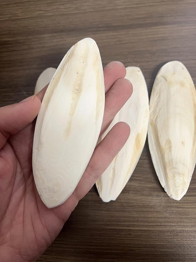 AWXZOM 4 pcs Cuttlebone for Birds Tortoises Turtles Snails Cockatiels Parakeets Budgies Reptiles Fish Small Animals (4.5-5.5inch/12-14cm)