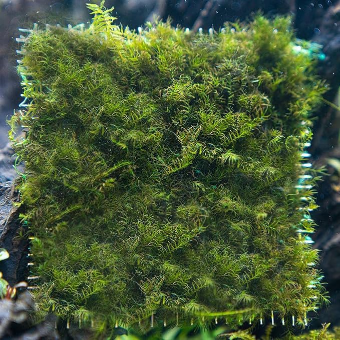 Live Aquarium Plants on Driftwood, Lava Rock, Moss, Fiber Mat - Freshwater Fish Tanks - Easy, Beginner Friendly (Fissidens Fontanus on Stainless Steel, (3 Pack))