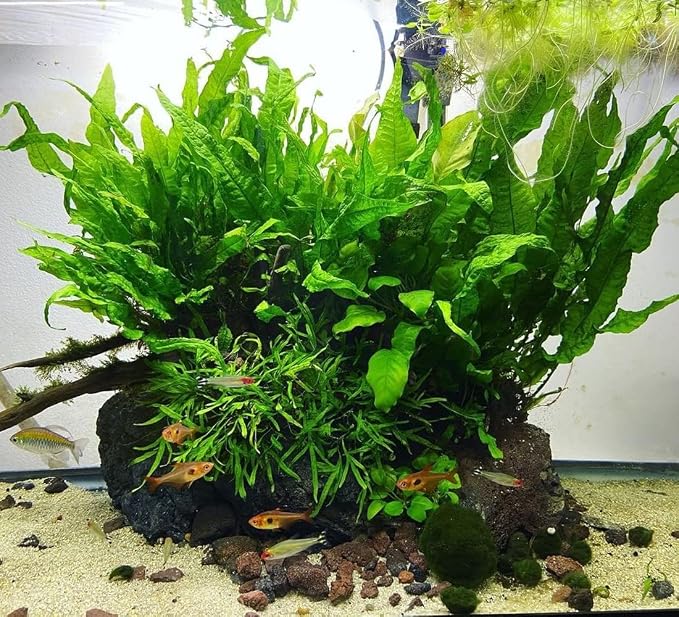 Java Fern Live Aquarium Plants - Freshwater Plant for Fish Tanks - Beginner Friendly, Low Light (Java Fern, Bare Root (5 Pieces))