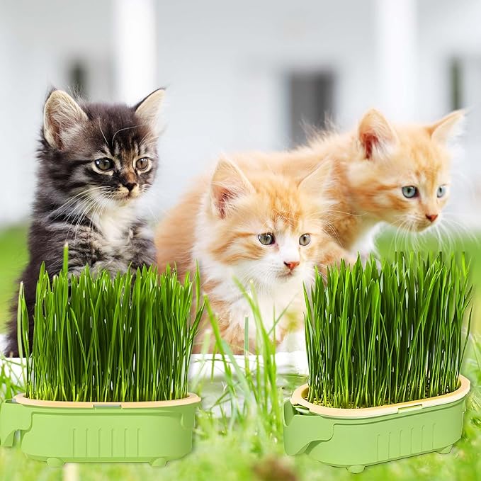 3-Level Hydroponic Cat Grass Planter Box - Ideal for Indoor Cats, No Seeds or Catnip Included