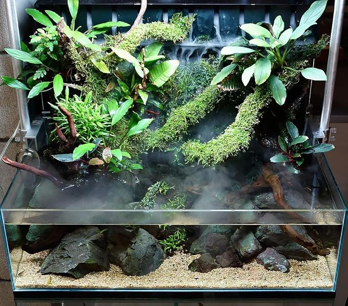 Java Moss Live Aquarium Plant - Freshwater Fish Tank Decorations for Natural Decor (Golf Ball)