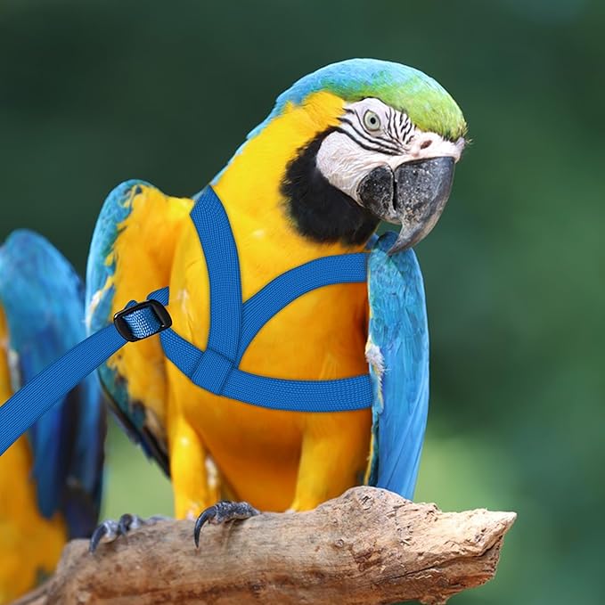 2 pcs Pet Parrot Bird Harness and Leash, Adjustable Training Design Anti-Bite, Outdoor Flying Training Rope Kit for Bird Parrots Fits Birds Chest Between46-76cm /18.11-29.92inch - XL (Blue)